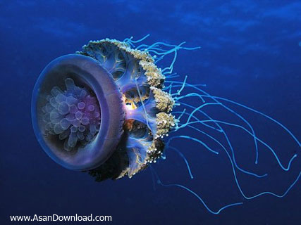 تصاویری بسیار دیدنی از دنیای زیر آب