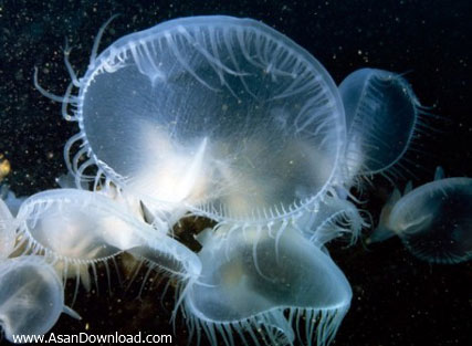 تصاویری بسیار دیدنی از دنیای زیر آب