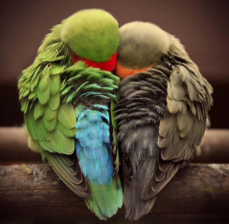 تصاوير عاشقانه و رمانتيك از پرندگان