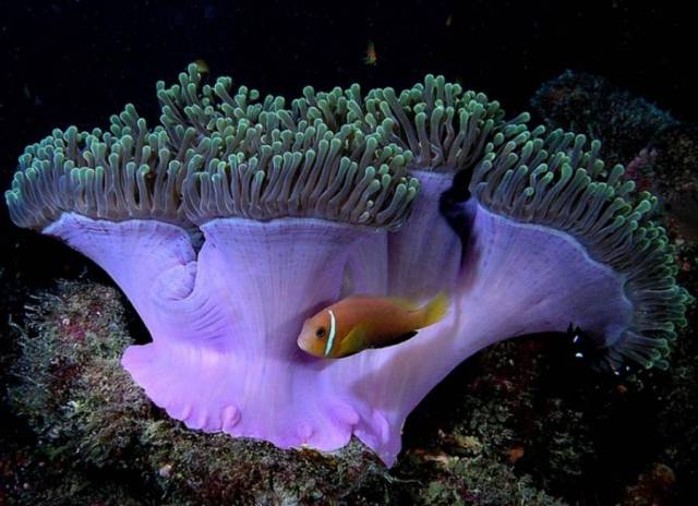 دنیای شگفت انگیز زیر آب