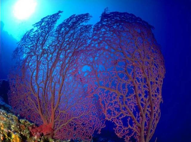 دنیای شگفت انگیز زیر آب