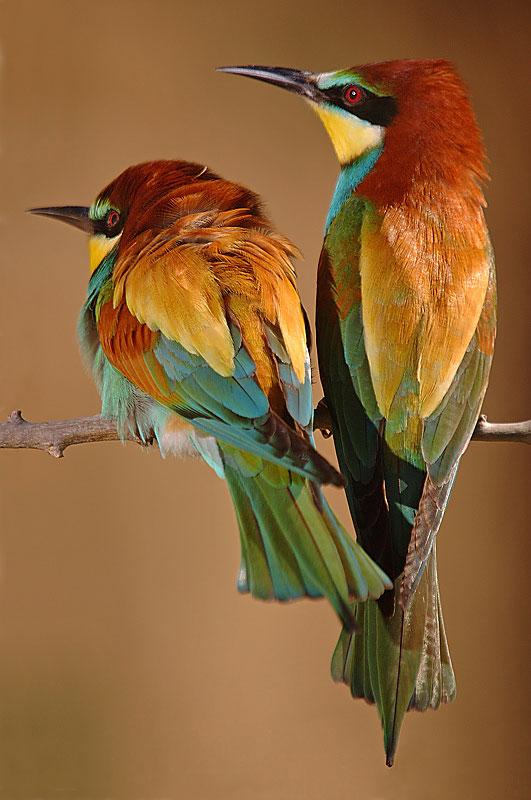 تصاویری از دنيای زيبای پرندگان