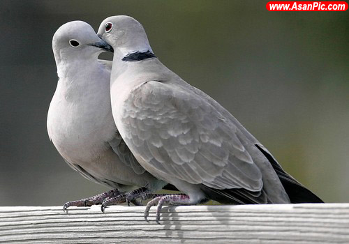 عکس های جدید از عشق پرندگان
