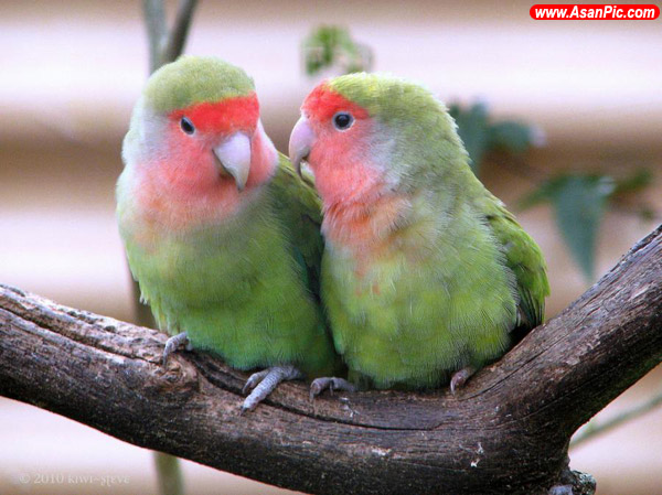 عکس های جدید از عشق پرندگان