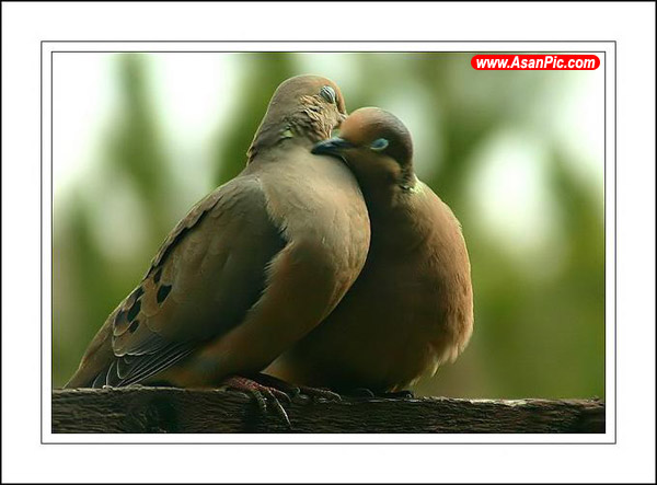 عکس های جدید از عشق پرندگان
