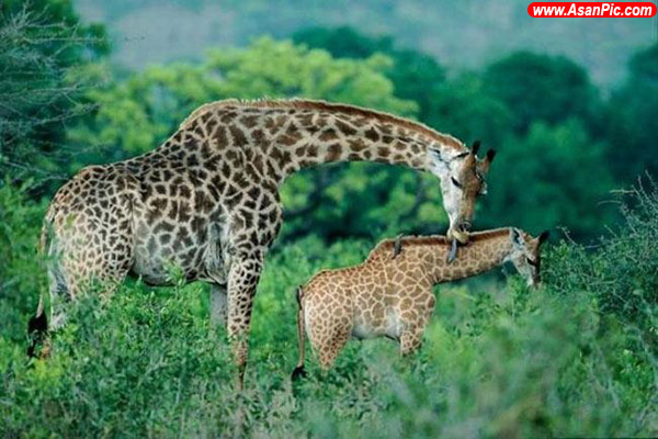 علاقه مادر و فرزند در حيوانات