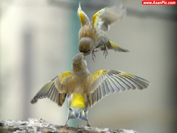 تصاويری از دنیای زیبای پرندگان - قسمت دوم