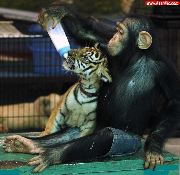عکس های شامپانزه ای که میلیونها نفر را شیفته خود کرد!