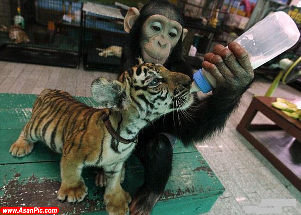 عکس های شامپانزه ای که میلیونها نفر را شیفته خود کرد!