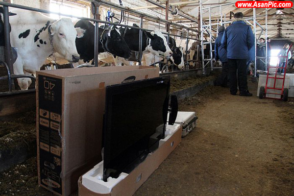ميگن تكنولو‍‍ژی را احساس كنيد. گاوها هم LCD دار شدن!