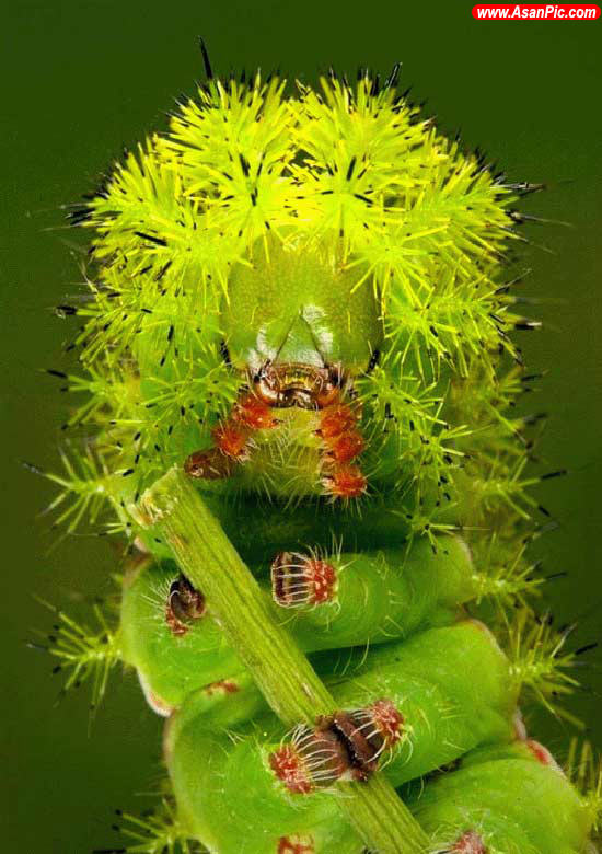 تصاویری از حشرات عجيب و رنگارنگ