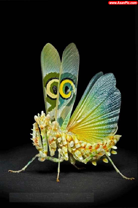 تصاویری از حشرات عجيب و رنگارنگ