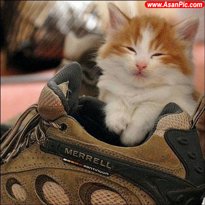 تصاویری بسیار زیبا از دنیای حیوانات - قسمت سیزدهم