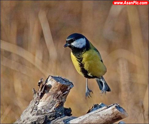 تصاویری بسیار زیبا از دنیای حیوانات - قسمت سیزدهم