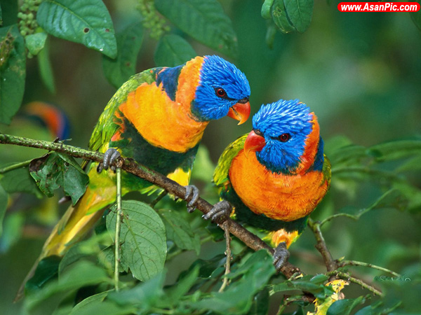 تصاویری از طوطی های زیبا و رنگارنگ
