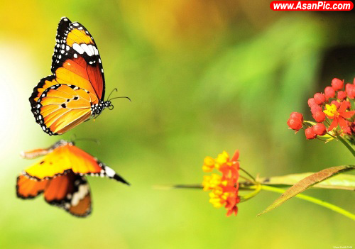 عکس های دیدنی از پروانه های زیبا