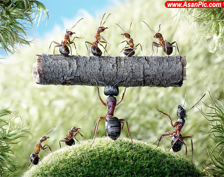 دنیای بامزه ی مورچه ها