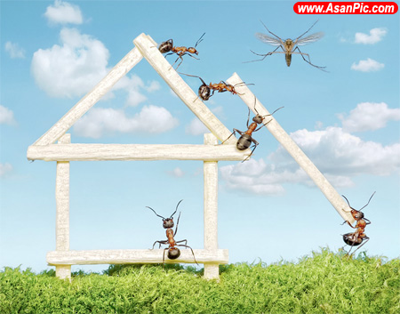 دنیای بامزه ی مورچه ها