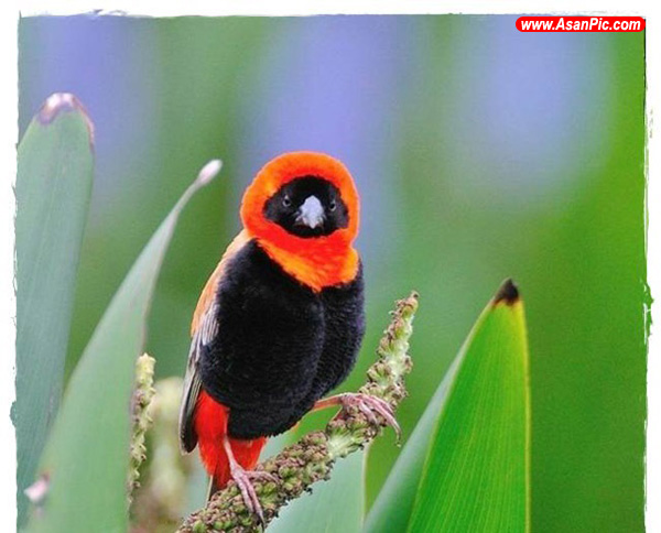تصاويری از دنیای زیبای پرندگان - قسمت هفتم