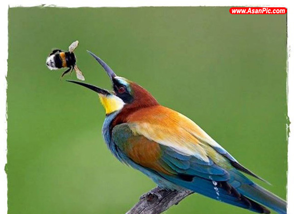 تصاويری از دنیای زیبای پرندگان - قسمت هفتم