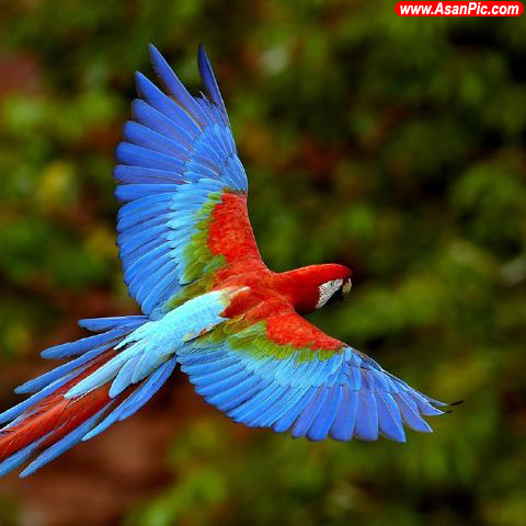تصاويری از دنیای زیبای پرندگان - قسمت هشتم