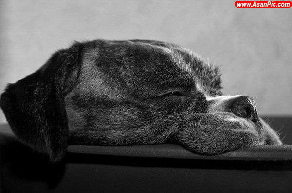 تصاويری از سگ های خواب آلو