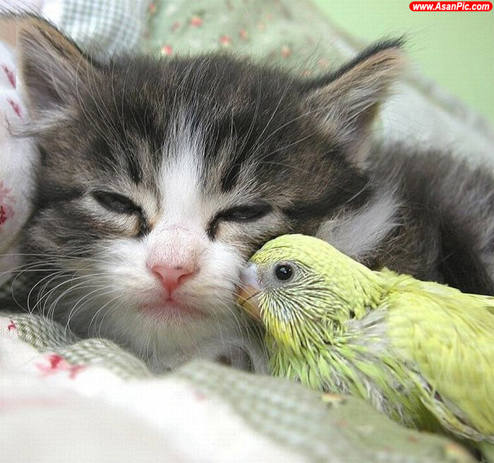 تصاویری بسیار زیبا از دنیای حیوانات - قسمت دهم