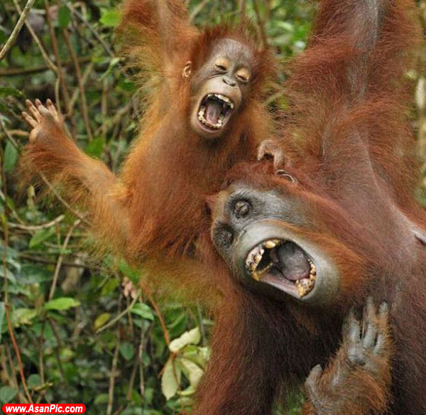 تصاویری جالب از اورانگوتانهای بامزه