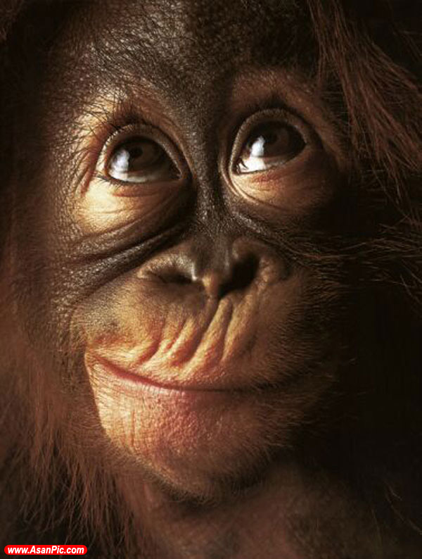 تصاویری جالب از اورانگوتانهای بامزه