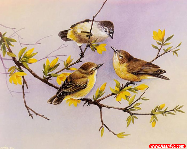 نقاشی های حیرت انگیز از پرندگان - قسمت اول