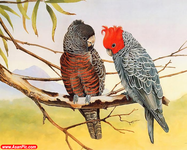 نقاشی های حیرت انگیز از پرندگان - قسمت اول