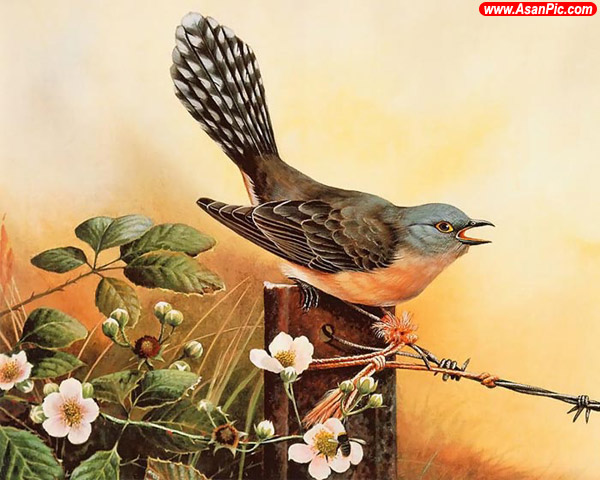 نقاشی های حیرت انگیز از پرندگان - قسمت دوم
