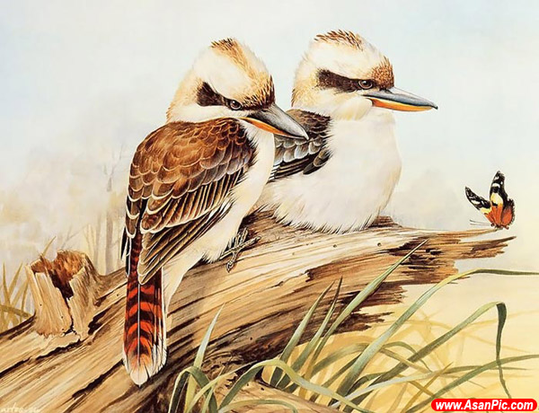 نقاشی های حیرت انگیز از پرندگان - قسمت دوم