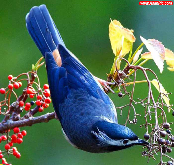 عکس های فوق العاده زیبا از پرندگان