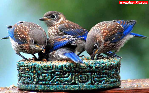 عکس های فوق العاده زیبا از پرندگان