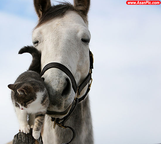  دوستی و عشق حیوانات به یکدیگر