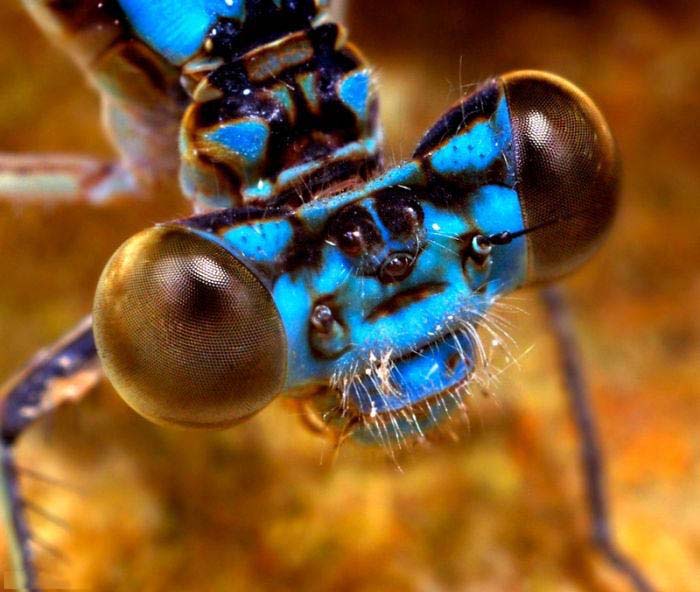 تصاوير میکروسکوپی از دنیای شگفت انگیز حشرات