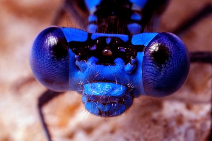 تصاوير میکروسکوپی از دنیای شگفت انگیز حشرات