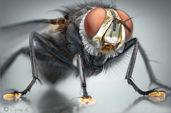 تصاوير میکروسکوپی از دنیای شگفت انگیز حشرات - قسمت دوم