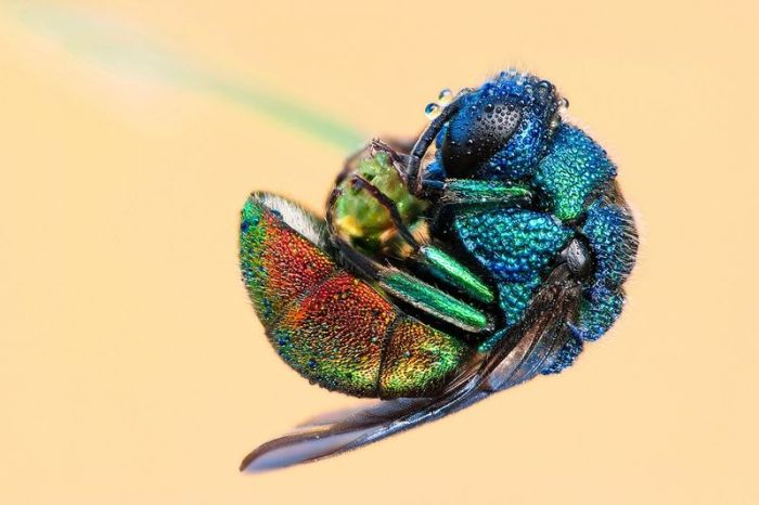 تصاوير میکروسکوپی از دنیای شگفت انگیز حشرات - قسمت دوم