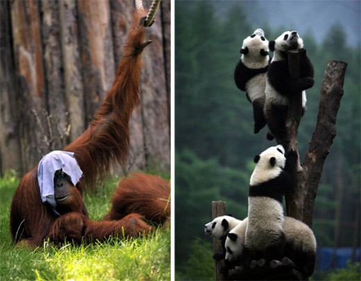 تصاویر خنده دار و جالب از دنیای حیوانات - قسمت اول