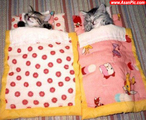 تصاویری از گربه های بی خیال!