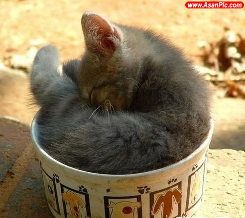 تصاویری از گربه های بی خیال!