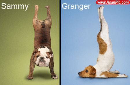 تصاويری از سگ های يوگا كار