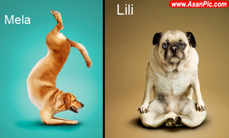 تصاويری از سگ های يوگا كار