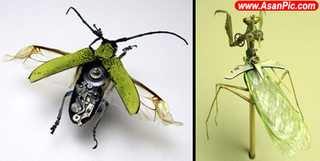 تصاويری از جاذبه های شگفت انگيز حشرات