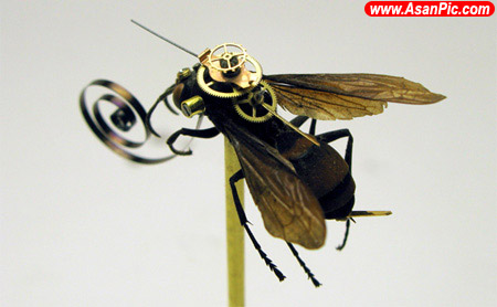 تصاويری از جاذبه های شگفت انگيز حشرات