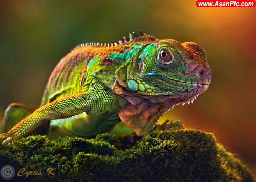 تصاویری بسیار زیبا از دنیای حیوانات - قسمت ششم