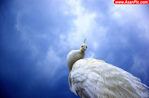 تصاویری بسیار زیبا از دنیای حیوانات - قسمت ششم