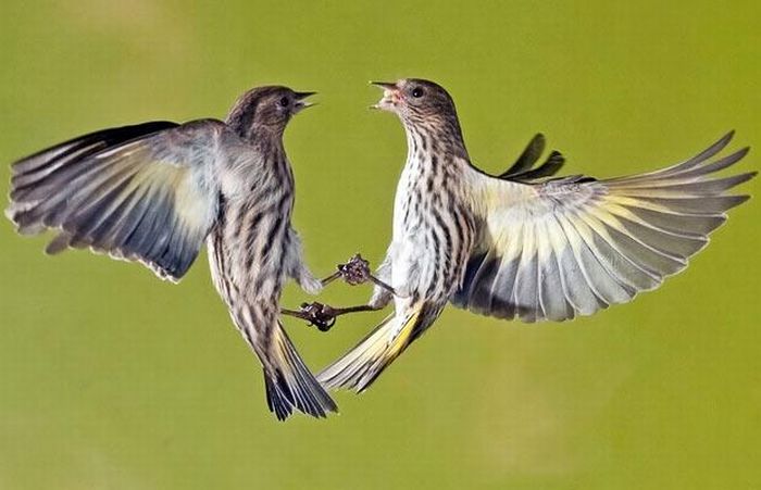 تصاوير دیدنی از لحظه شكار حيوانات
